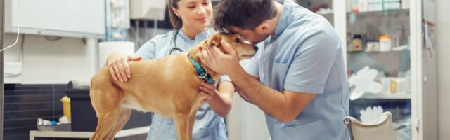 Veterinari: čuvari hrane i zdravlja: Ključna tema Svetskog dana veterinara obeleženog minulog vikenda