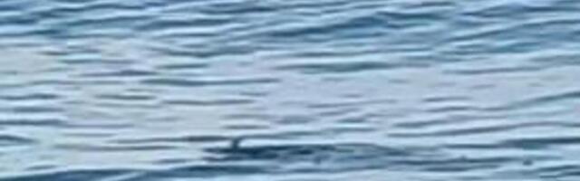 "NE BRINITE DRESIRANA JE": Ajkula se pojavila u PLIĆAKU u Grčkoj? Srbin snimio UZNEMIRUJUĆI prizor METAR OD OBALE