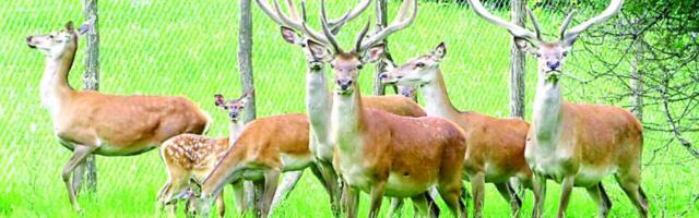 Povratak jelena u prijepoljske šume