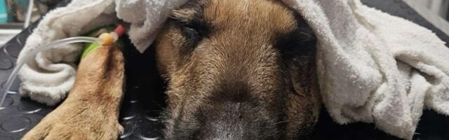 Gde će ti duša?! Napušten, gladan i žedan pas vezan lancem i ostavljen na šabačkom mostu