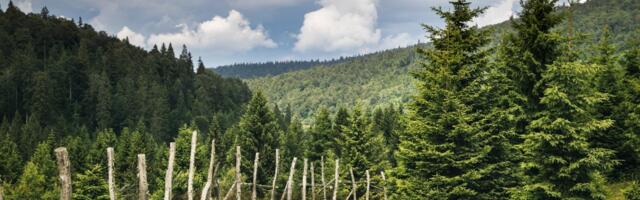 Šestoro Metića sa Golije ima male želje, novu loptu, patike i bicikl: Pešače do škole zimi i po 2 sata