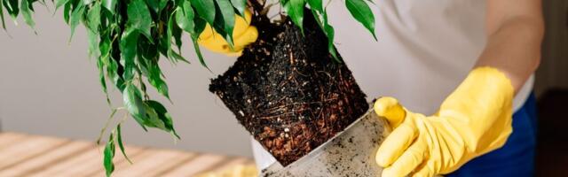 Kako pravilno presaditi biljku: Jednostavan vodič korak po korak