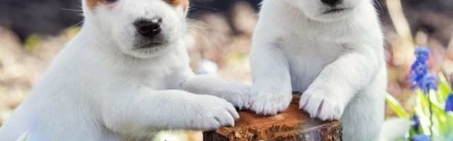 Pripremite omiljenu poslasticu vašeg ljubimca jer se danas obeležava svetski dan štenaca