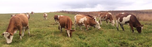 Vlada Srbije bespovratno daje kukuruz za muzne krave