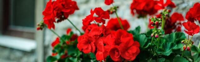 Muškatle će vam CVETATI kao LUDE! Rastvor od 2 samo sastojka čini čuda