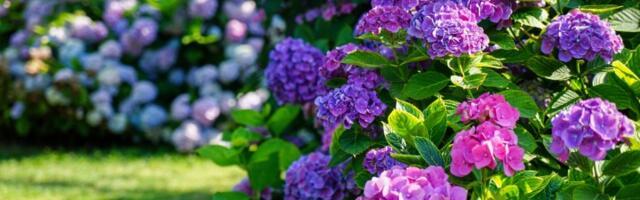 Biljka koju ne treba čuvati kod kuće: Cvetna lepotica donosi neuspeh i usamljenost, izbacite je ODMAH (FOTO)