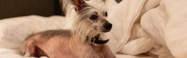 Mali pas istraumirao vlasnicu: Mreže eksplodirale zbog Marlovog "bunkera" od jastuka (VIDEO)