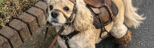 Koker španijel Mugi postao pravi hit: Savršeni kostim ovog malog psa prevario milione ljudi na internetu