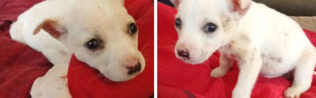 Belo štene, promrzlo i gladno, nađeno na kiši: Kad je u Šapcu svanulo jutro, pogled malog psa rekao je sve...