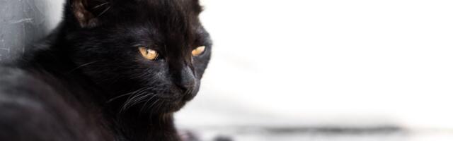 Crna mačka je maskota škole u Kikindi: Crnjanski se odomaćio, dočekuje i ispraća generacije dece