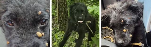 Štene nađeno u šumi, vezano za drvo najdebljim konopcem: Na njoj se "gostili" krpelji veličine lešnika