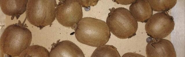 Ovo voće rađa 60 kilograma bez hemije, a nema ga po dvorištima u Kragujevcu: Da li smo postali lenji?