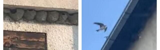 Nestvaran prizor u vojvođanskom selu: Na jednoj kući laste svile čak 70 gnezda (VIDEO)