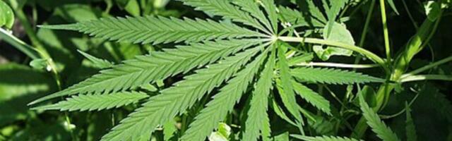 Revolucija ili opasnost: Dva nemačka grada traže legalizaciju trgovine drogama