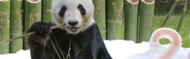 Mužjak pande napunio 28 godina (FOTO)