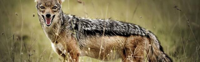 Misteriozna avantura šakala Vase: Preplivao Savu na mestu gde niko ne sme