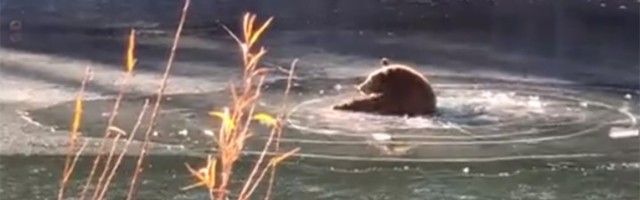 Medved na zaleđenom jezeru: Propao i spasio se (VIDEO)
