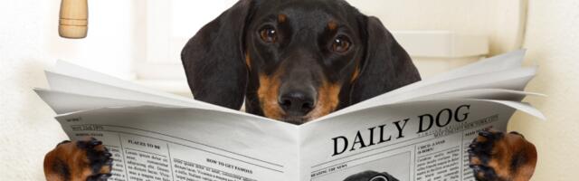 Kako da naučite psa da vam donosi stvari