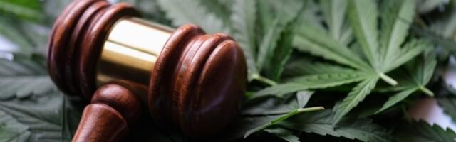 Uhapšen diler: Držao 40 kg kanabisa u podrumu na Vračaru