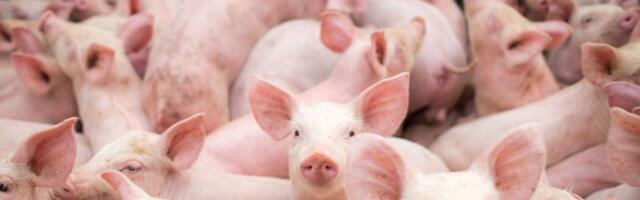 SANJAJUĆI PEČENJE Gde "ODOŠE" srpske svinje?