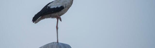 "Sada je na sigurnom" Roda koja je stala ispred ikone postala hit na mrežama, a sada je otkrivena i CELA PRIČA