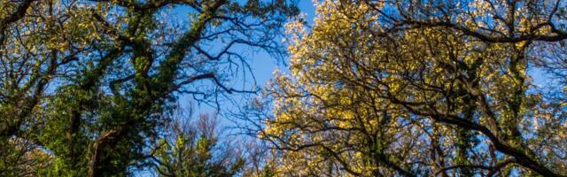 Upisom na Uneskovu listu dobijaju se najviši standardi upravljanja za bukove šume Srbije