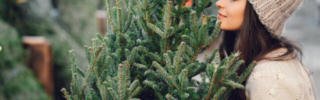 Širom sveta sve popularnije iznajmljivanje prirodnih jelki za praznike