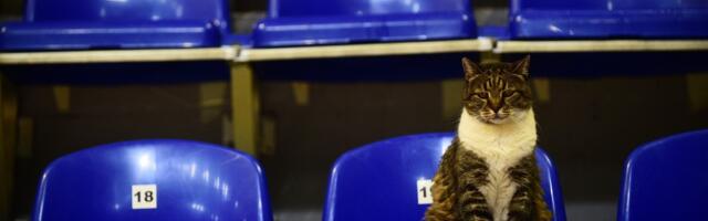 Crvena zvezda se oprostila od mačke Ljubice: Preminula u Hali „Aleksandar Nikolić“, gde je živela 18 godina