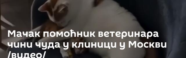 Мачак помоћник ветеринара чини чуда у клиници у Москви /видео/