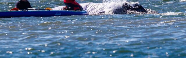 VIDEO: Danas pokušaj vraćanja kita Timija nasukanog u Nemačkoj nazad u more