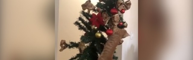 Mačke oborile jelku, pa štrafta brzinom svetlosti (VIDEO)