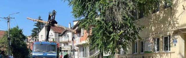 EKOCID U TUTINU – U centru grada posječene krošnje starih stabala