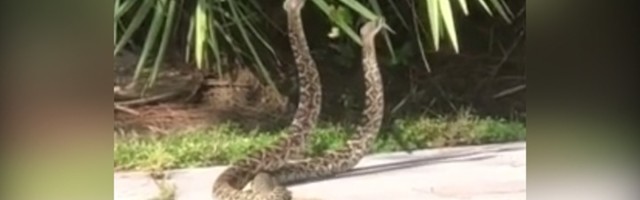 Ogromne zvečarke na putu: Izvode šou! (VIDEO)