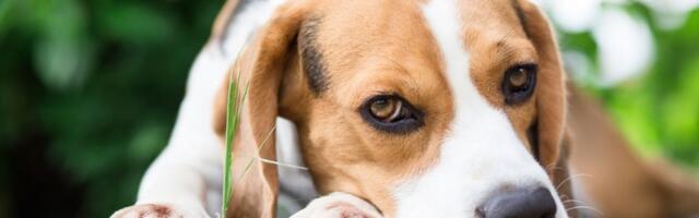 Dreser otkrio trik kako smiriti psa za nekoliko sekundi (VIDEO)