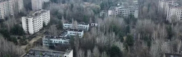 NAUČNICI ŠOKIRANI IZGLEDOM PASA U ČERNOBILJU! Postavlja se pitanje da li je ovo mutacija zbog radijacije (VIDEO)