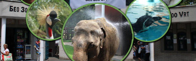 Nakon Tvigi i Lusi stiže Maja: Beo zoo vrt dobija novu slonicu - evo i kada tačno dolazi