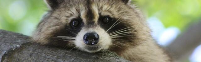 Rakun iz Ešlanda osumnjičen za više provala: Prvo se "ubio" od alkohola, posle pravio haos u karate studiju