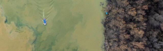 Љубав према природи на Дан заљубљених: акција обележавања и заштите дрвећа на Ушћу