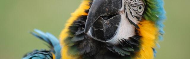 Stefanu pobegla ljubimica Rea: Uplašila se psa i odletela, uslikana na ovoj adresi