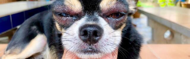 Veterinarski oftalmolog upozorava: Ne ignorišite uporno crvenilo oka, posledice mogu biti trajne