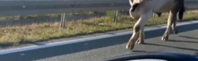 BIK UMALO DA IZAZOVE HAOS NA AUTOPUTU KOD NOVOG SADA: Nonšalantno se prošetao između vozila (VIDEO)