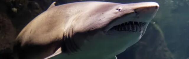 Ubadajući ajkulu prstima u oči spasio sestru sigurne smrti