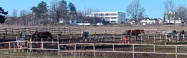 CRKAVALI JEDAN ZA DRUGIM, VALJALI SE OD BOLOVA! Prve slike nakon TROVANJA KONJA na Hipodromu: Pet uginulo na mestu - očevici opisali MUČNE PRIZORE (FOTO)