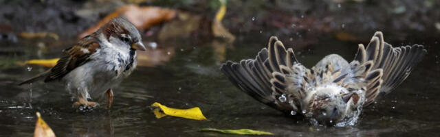 Сутра ујутру облачно и магловито, после подне повремени сунчани интервали