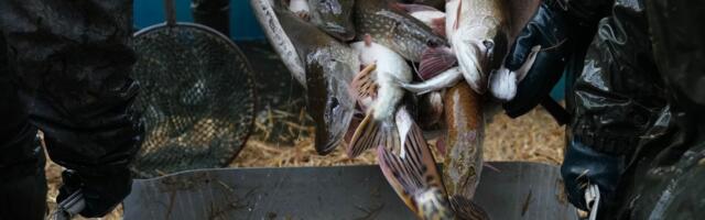 Stanje u srpskom ribarstvu sve lošije: Tek svaka četvrta riba na trpezi je iz Srbije, sve ostalo iz uvoza