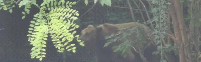 Medvedica Dunja izašla iz jazbine: Nagovestila kada se zima završava