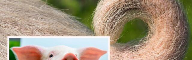 Nema laži, nema prevare, svinja obožava Doli Parton: Evo šta radi ovaj "vrtirep" kad čuje muziku