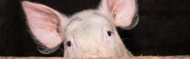 Neujednačeno tržište stoke u Srbiji: Cene teladi rastu u Užicu, ali padaju u Šapcu i Zlatiboru