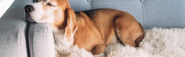 Šta sanjaju psi: njihovi snovi će istopiti vaše srce