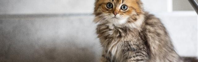 Mačka misli da je pas: Snimak oduševio ljude na mrežama (VIDEO)